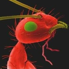 Bugs
