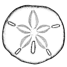 sanddollar