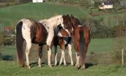 mschorses