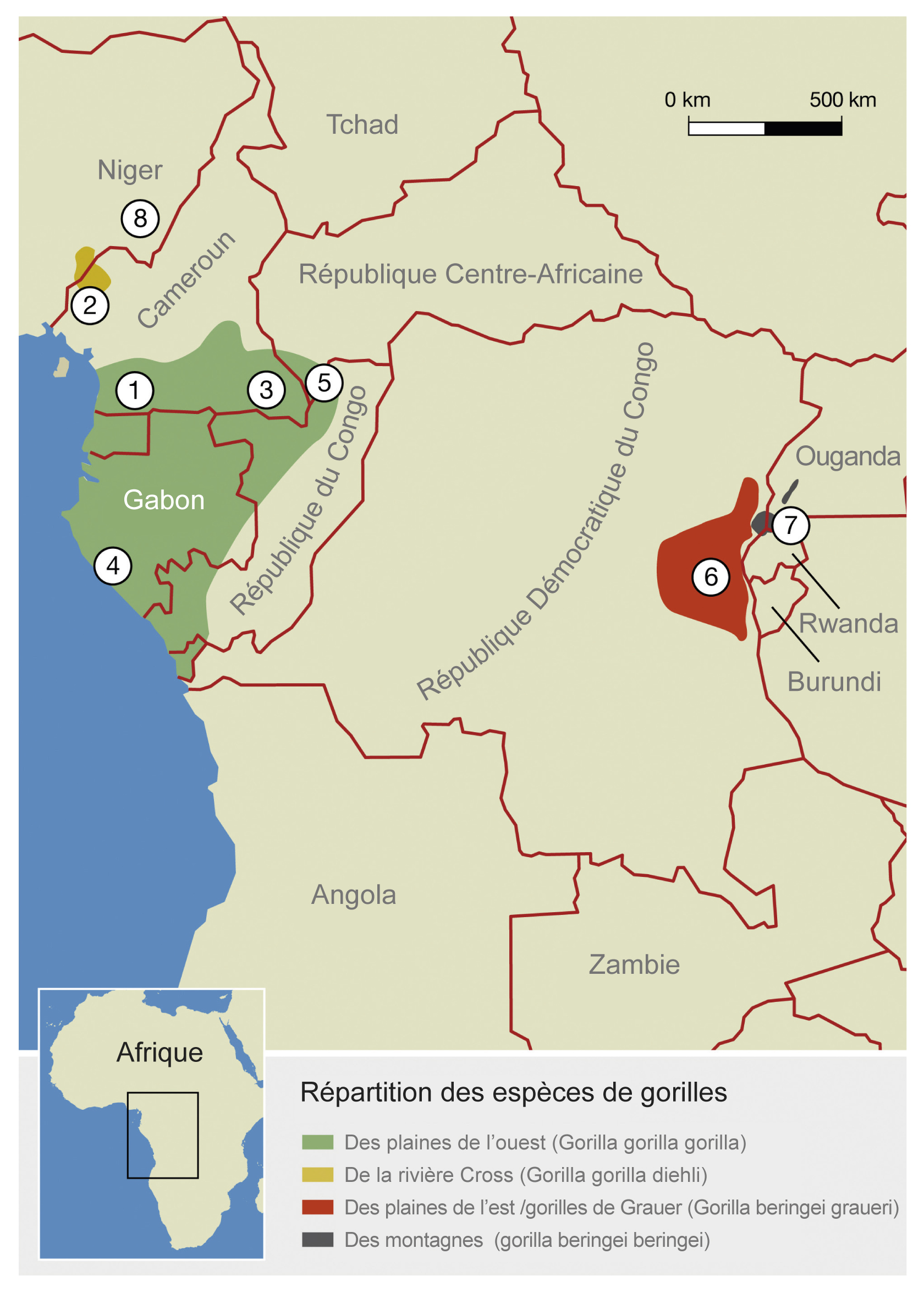 congo rencontre avec les gorilles