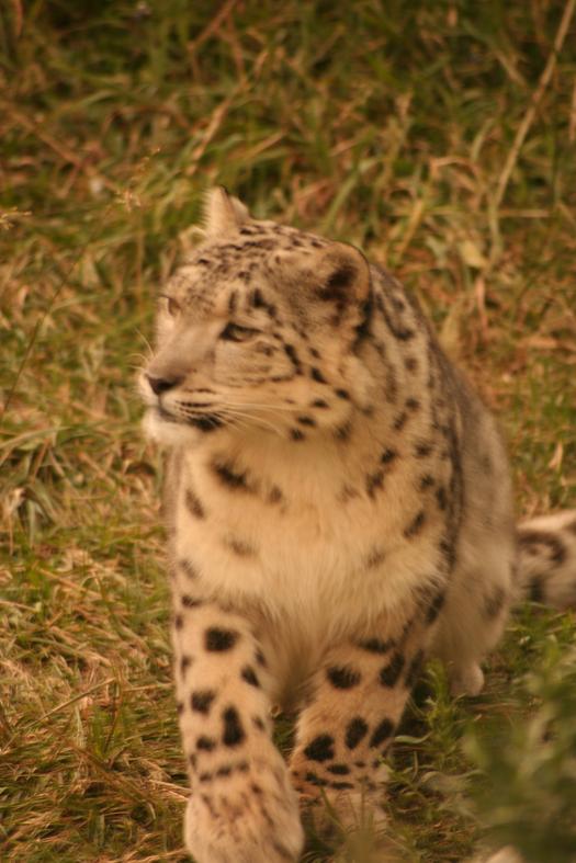 Panthère des neiges