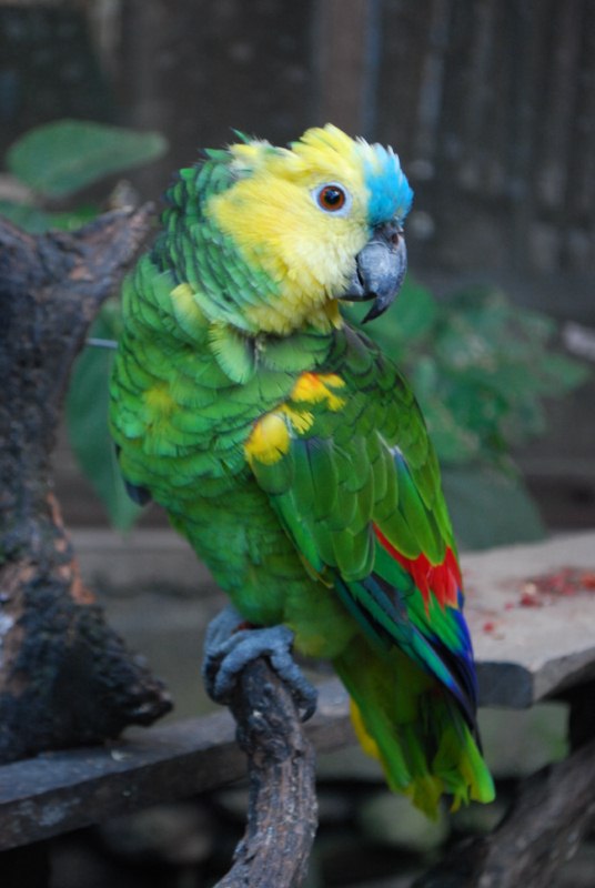 Perroquet de la Sanda verde