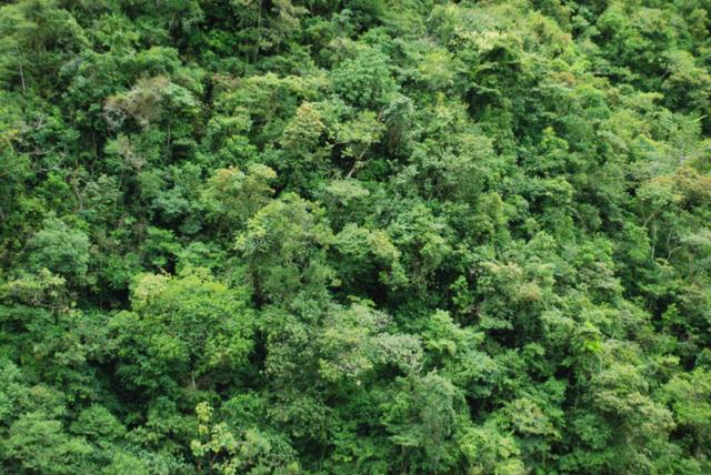 Forêt tropicale