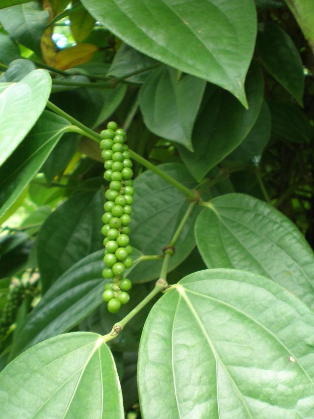 Poivre vert et sa liane