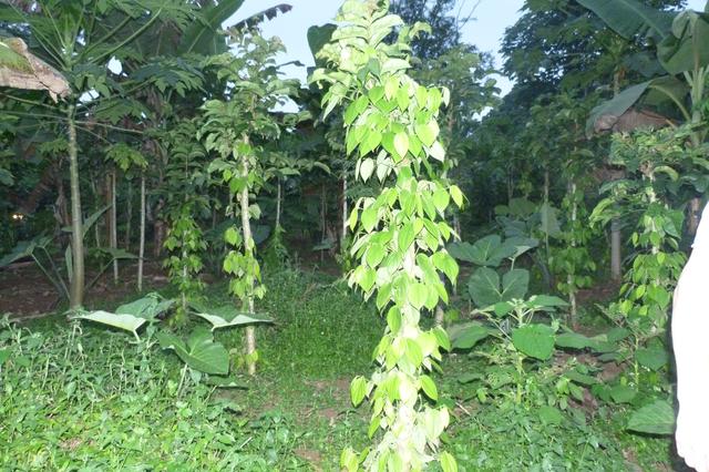 Poivrier de Awanique Bento