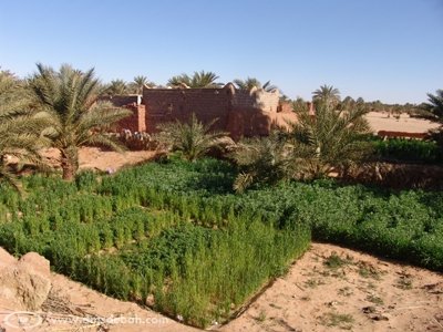 Jardin de la Foggara de Hanou (la plus ancienne de la région d’Adrar).