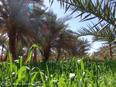 Les palmiers estompent les agressions du soleil, permettant aux plantations de s'épanouir.